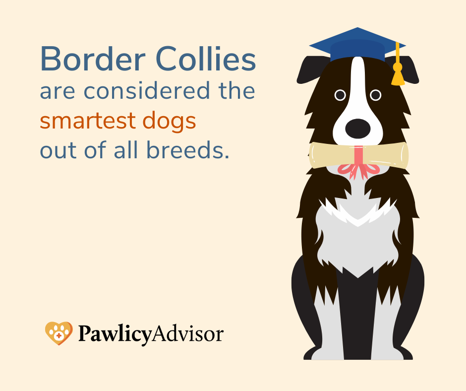 border-collie-dog-breed-m2Wa2k890QU1kyO9